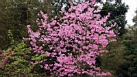 IMG_8591.JPG