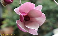 IMG_8594S.JPG