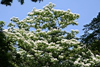 IMG_8946.JPG