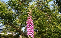 IMG_8981.JPG