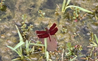 IMG_9554.JPG