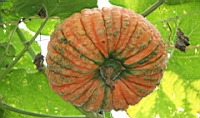 IMG_9586.JPG