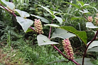 IMG_9768.JPG