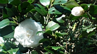 DSC00064.JPG