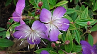 DSC00065.JPG