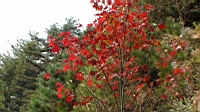 DSC00137.JPG