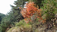 DSC00138.JPG