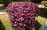 IMG_0819.JPG