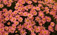 IMG_0828.JPG