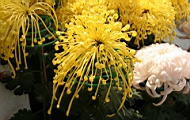 IMG_0855.JPG