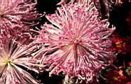 IMG_0856.JPG