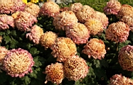 IMG_0864.JPG
