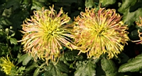 IMG_0868.JPG