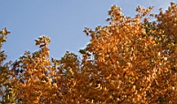 IMG_0984.JPG