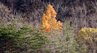 IMG_0996.JPG