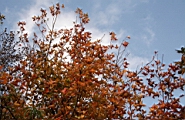 IMG_0997.JPG