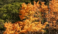 IMG_1060.JPG