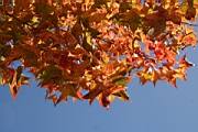 IMG_1064.JPG