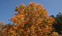 IMG_1065.JPG