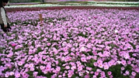 IMG_1155.JPG