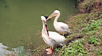 IMG_1175.JPG