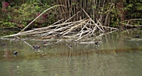 IMG_1184.JPG