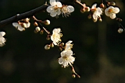 IMG_1352.JPG