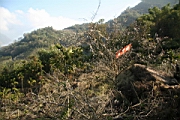 IMG_1353.JPG