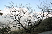 IMG_1375.JPG