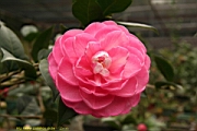 IMG_1828.JPG