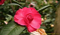 IMG_1837.JPG
