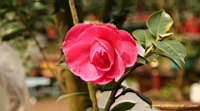 IMG_1852.JPG