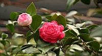 IMG_1863.JPG