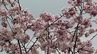 DSC00059.JPG