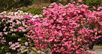 IMG_1932.jpg