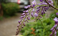 IMG_2090.JPG