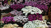 DSC00174.JPG