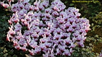 DSC00178.JPG