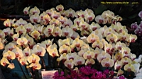 DSC00180.JPG