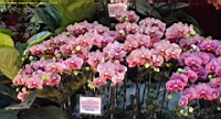 DSC00181.JPG