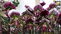 DSC00185.JPG