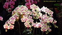 DSC00190.JPG