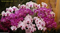 DSC00195.JPG