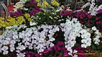 DSC00196.JPG