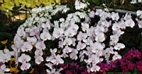 DSC00197.JPG