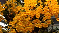 DSC00203.JPG