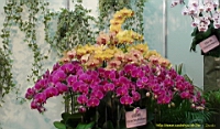 DSC00206.JPG