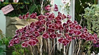 DSC00207.JPG
