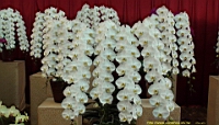 DSC00209.JPG