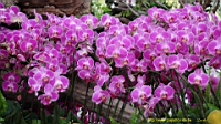 DSC00210.JPG